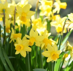 Narcissus (Daffodil) - Dwarf, 'Tete A Tete'.  Loose Per 10 Bulbs. 12 Up